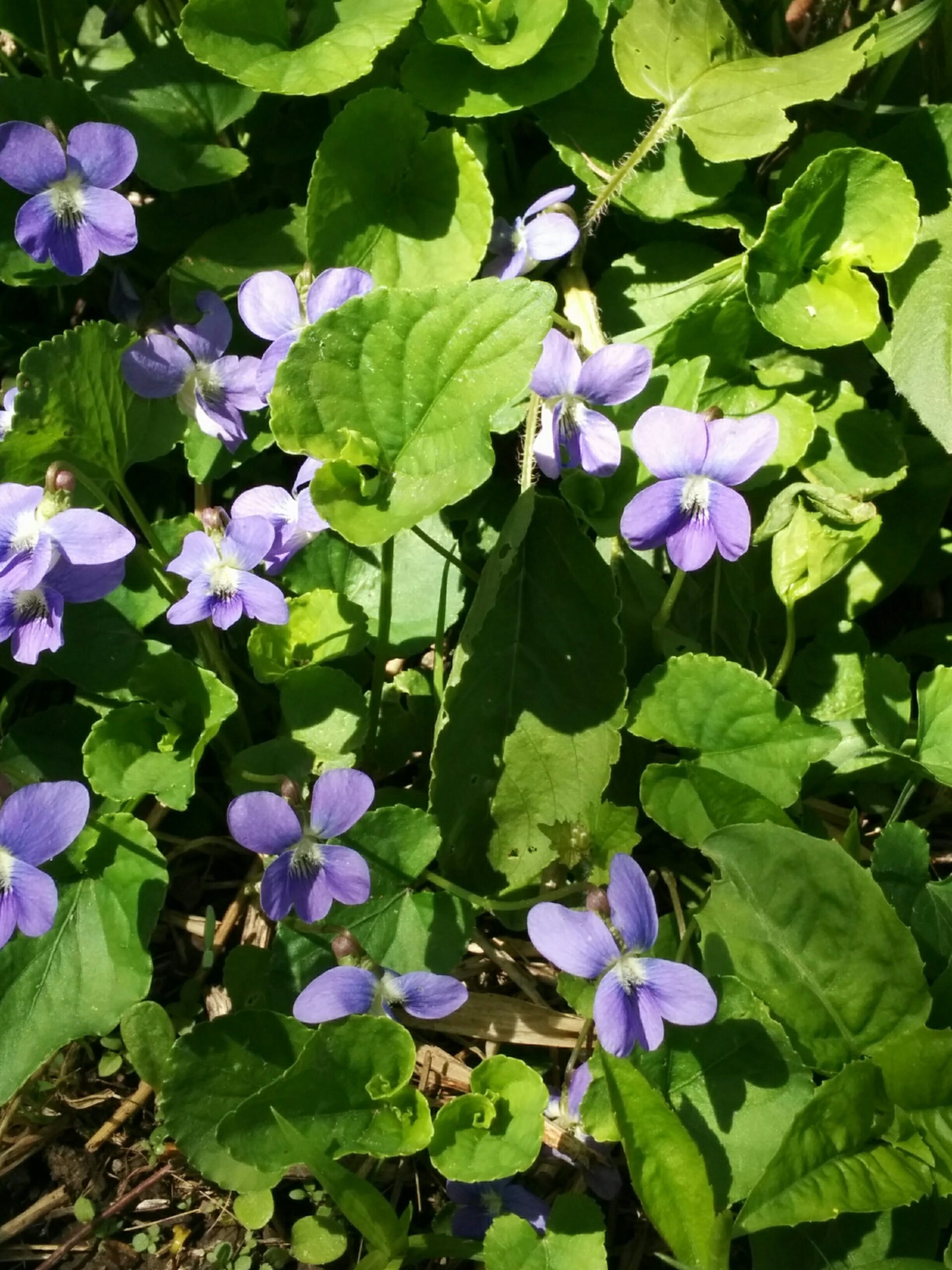 scaled violets